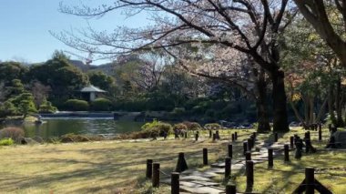 Japonya 'da kiraz çiçekleri, Tokyo