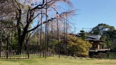 Japonya 'da kiraz çiçekleri, Tokyo