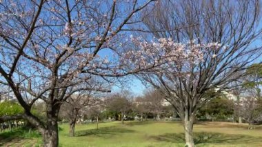 Japonya 'da kiraz çiçekleri, Tokyo