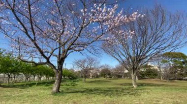 Japonya 'da kiraz çiçekleri, Tokyo