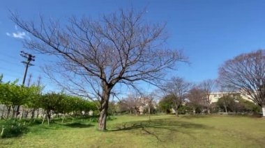 Japonya 'da kiraz çiçekleri, Tokyo