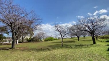 Japonya 'da kiraz çiçekleri, Tokyo