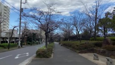 Japonya 'da kiraz çiçekleri, Tokyo