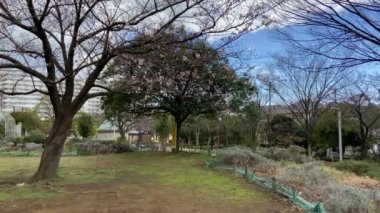 Japonya 'da kiraz çiçekleri, Tokyo