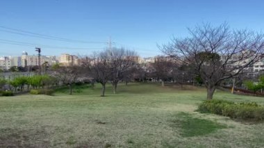 Japonya 'da kiraz çiçekleri, Tokyo