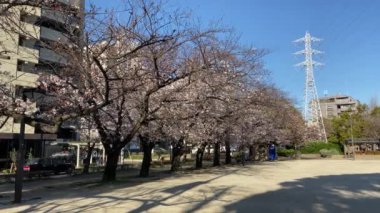 Japonya 'da kiraz çiçekleri, Tokyo