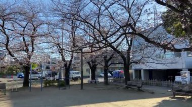 Japonya 'da kiraz çiçekleri, Tokyo