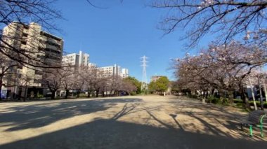 Japonya 'da kiraz çiçekleri, Tokyo