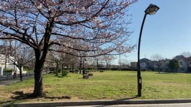 Japonya 'da kiraz çiçekleri, Tokyo