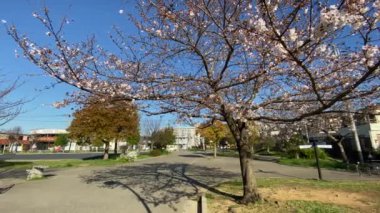 Japonya 'da kiraz çiçekleri, Tokyo