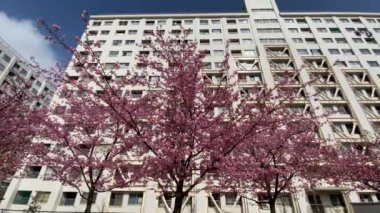 Japonya 'da kiraz çiçekleri, Tokyo