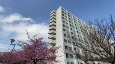 Japonya 'da kiraz çiçekleri, Tokyo