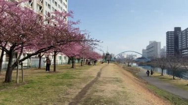 Japonya 'da kiraz çiçekleri, Tokyo