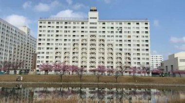 Japonya 'da kiraz çiçekleri, Tokyo