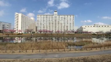 Japonya 'da kiraz çiçekleri, Tokyo