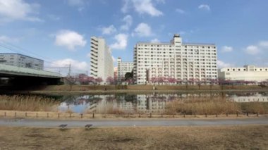 Japonya 'da kiraz çiçekleri, Tokyo