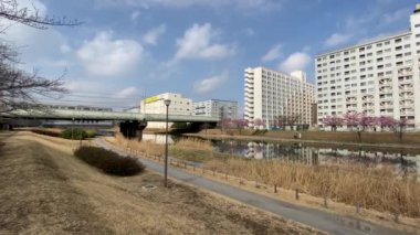 Japonya 'da kiraz çiçekleri, Tokyo