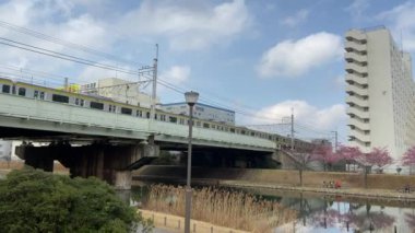 Japonya 'da kiraz çiçekleri, Tokyo