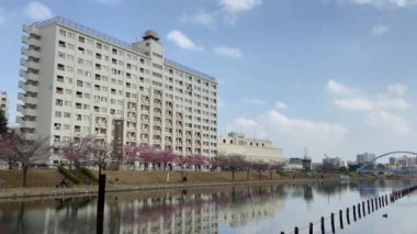 Japonya 'da kiraz çiçekleri, Tokyo