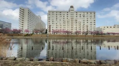 Japonya 'da kiraz çiçekleri, Tokyo