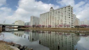 Japonya 'da kiraz çiçekleri, Tokyo