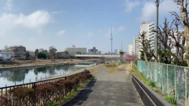 Japonya 'da kiraz çiçekleri, Tokyo