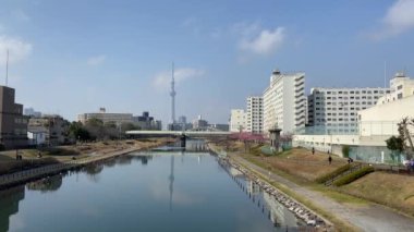 Japonya 'da kiraz çiçekleri, Tokyo
