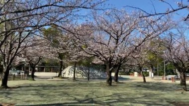 Japonya 'da kiraz çiçekleri, Tokyo