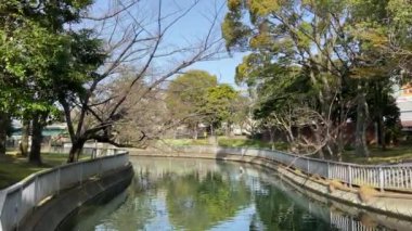 Japonya 'da kiraz çiçekleri, Tokyo