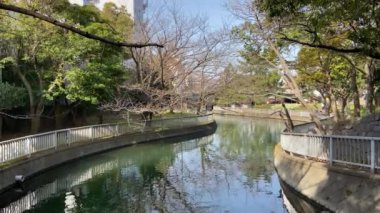 Japonya 'da kiraz çiçekleri, Tokyo