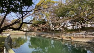 Japonya 'da kiraz çiçekleri, Tokyo