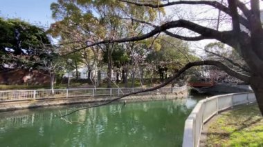 Japonya 'da kiraz çiçekleri, Tokyo