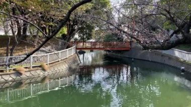 Japonya 'da kiraz çiçekleri, Tokyo