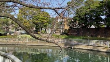 Japonya 'da kiraz çiçekleri, Tokyo