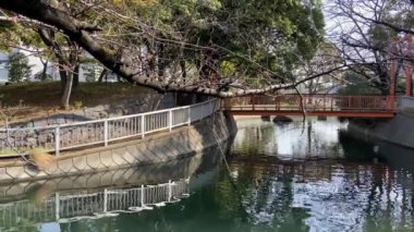 Japonya 'da kiraz çiçekleri, Tokyo