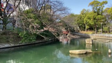 Japonya 'da kiraz çiçekleri, Tokyo