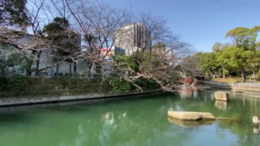 Japonya 'da kiraz çiçekleri, Tokyo