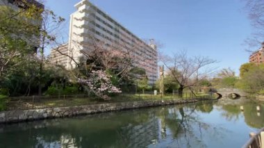 Japonya 'da kiraz çiçekleri, Tokyo