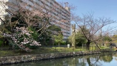 Japonya 'da kiraz çiçekleri, Tokyo