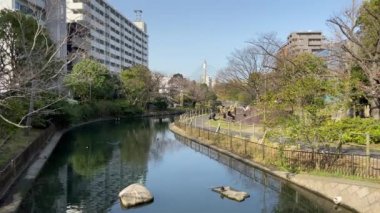 Japonya 'da kiraz çiçekleri, Tokyo