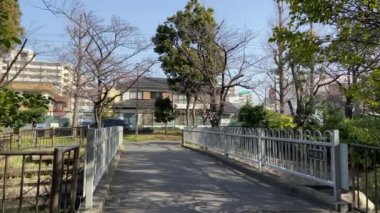 Japonya 'da kiraz çiçekleri, Tokyo