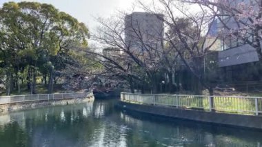 Japonya 'da kiraz çiçekleri, Tokyo