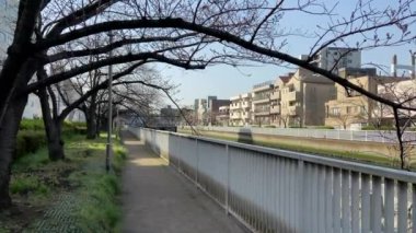 Japonya 'da kiraz çiçekleri, Tokyo