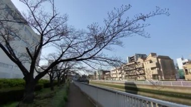 Japonya 'da kiraz çiçekleri, Tokyo