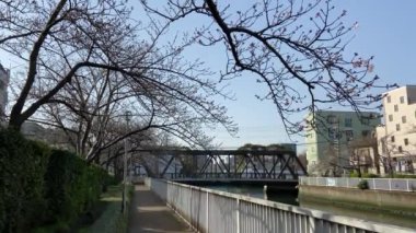 Japonya 'da kiraz çiçekleri, Tokyo