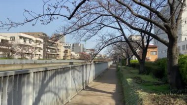 Japonya 'da kiraz çiçekleri, Tokyo