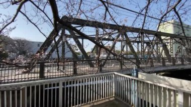 Japonya 'da kiraz çiçekleri, Tokyo