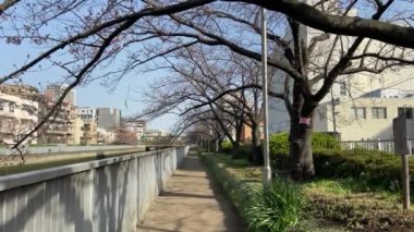 Japonya 'da kiraz çiçekleri, Tokyo