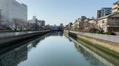 Japonya 'da kiraz çiçekleri, Tokyo