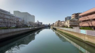 Japonya 'da kiraz çiçekleri, Tokyo